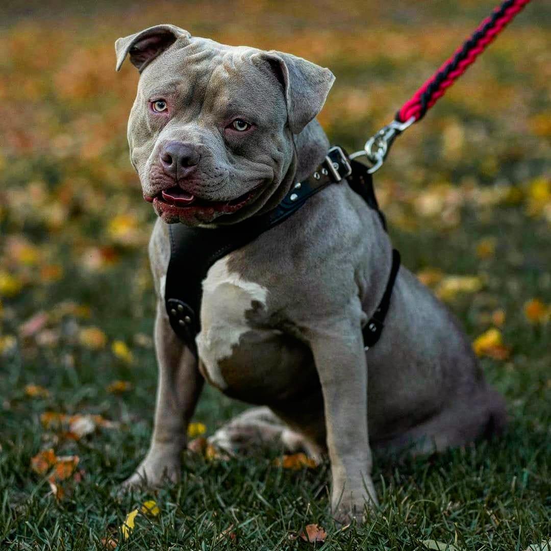 The ''Style'' harness Black BESTIA