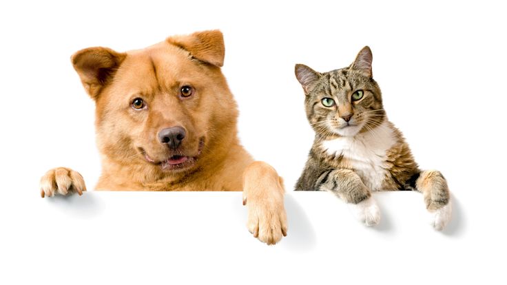 Embark-on-an-Adventure-with-Ohh-My-Pet-Welcome-to-Our-Pet-Oasis Ohh My Pet!