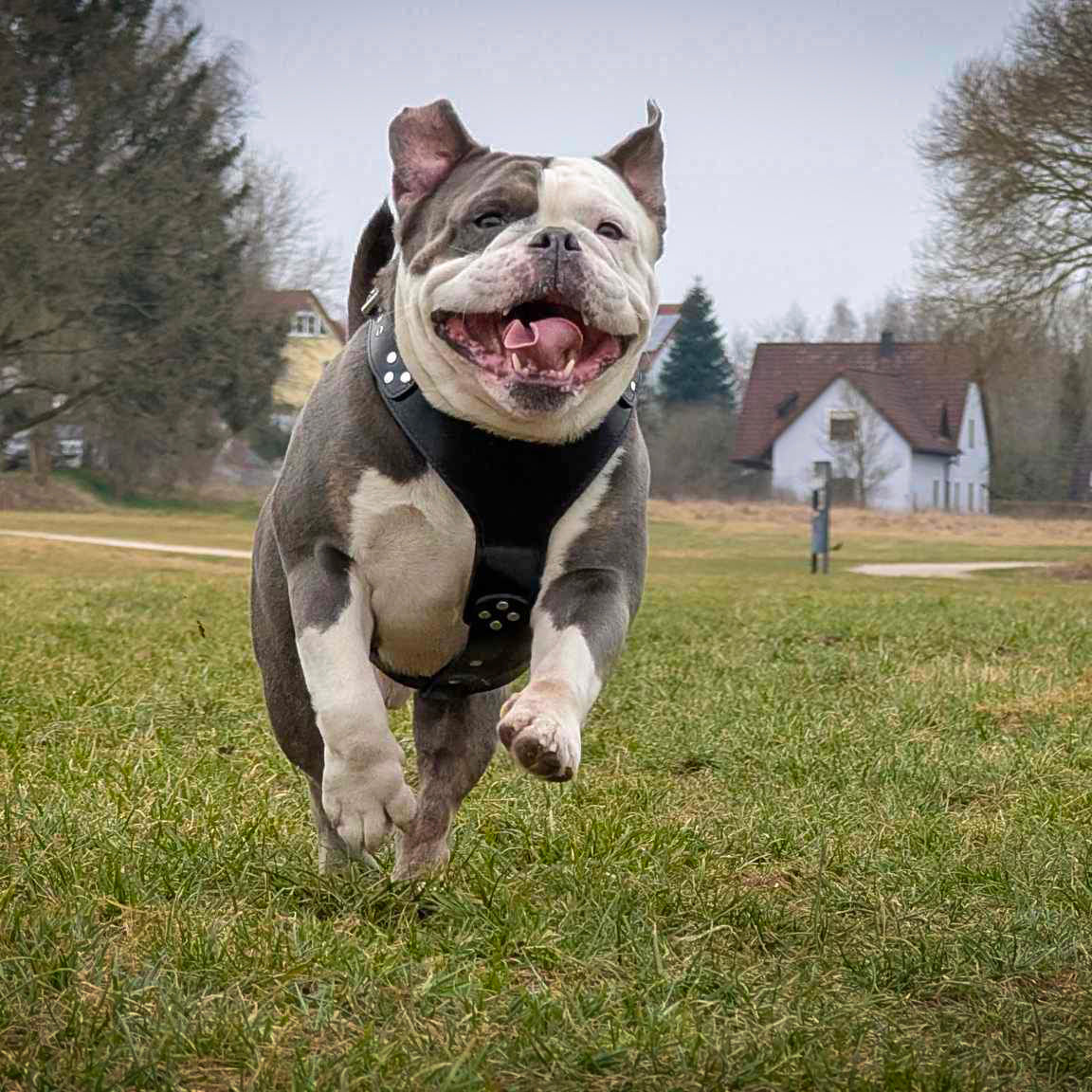 The ''Style'' harness Black BESTIA